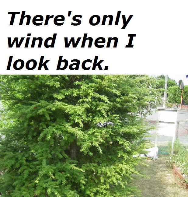 there-is-only-wind-when-i-look-back.jpg