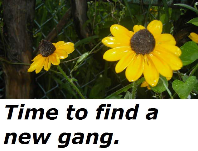 time.to.find.a.new.gang.jpg